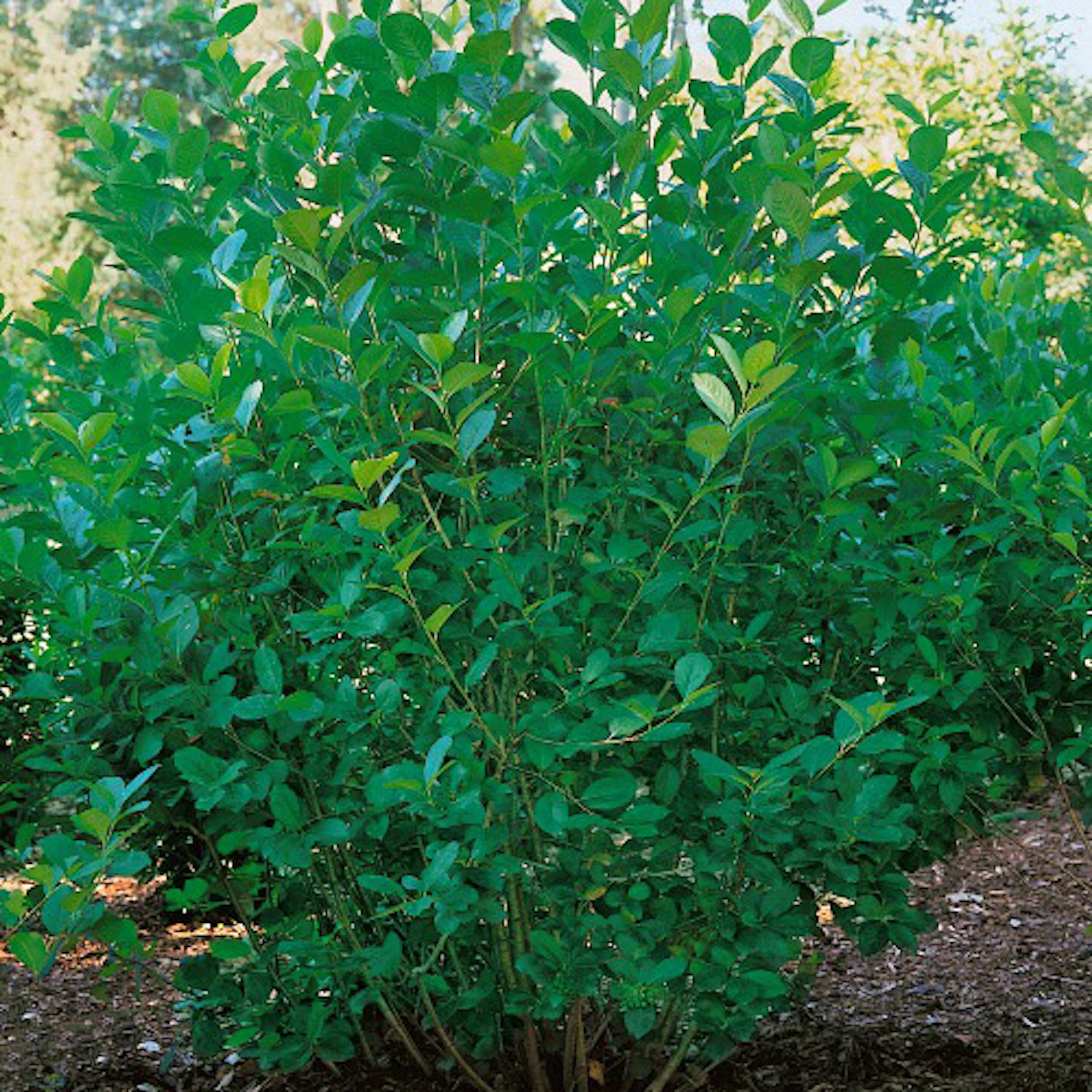 Buske Omnia Garden Slånaronia Elata 20-40 cm Krukodlade