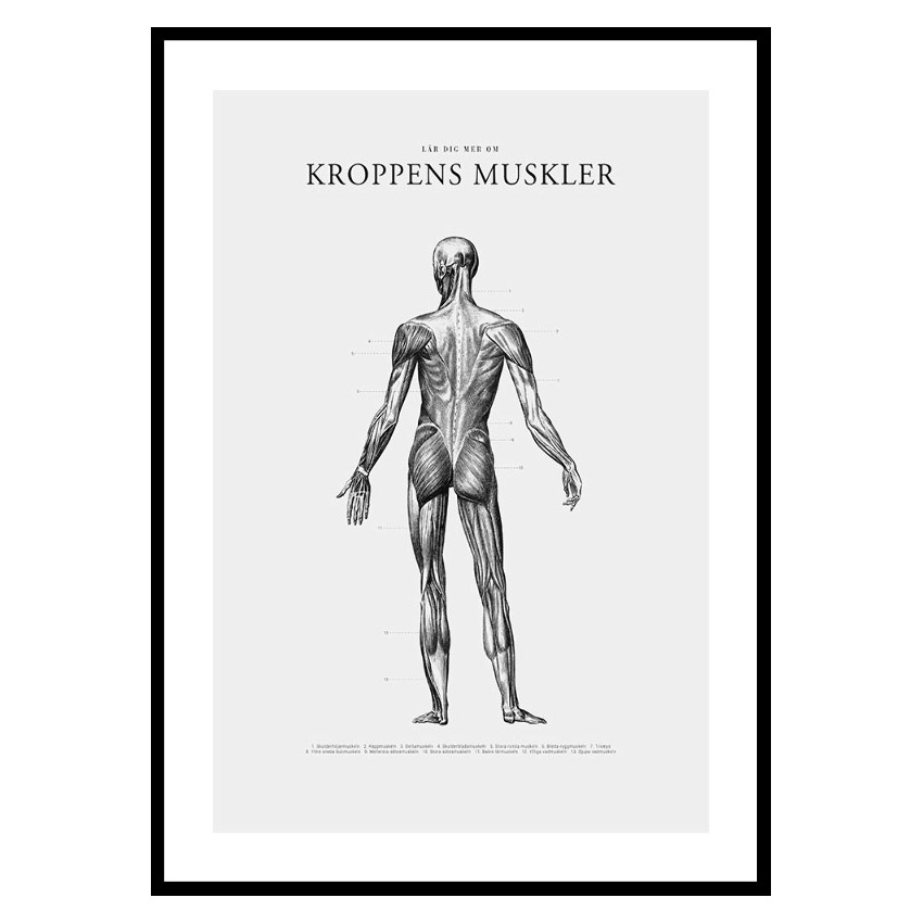 Poster Gallerix Kroppens Muskler Baksida