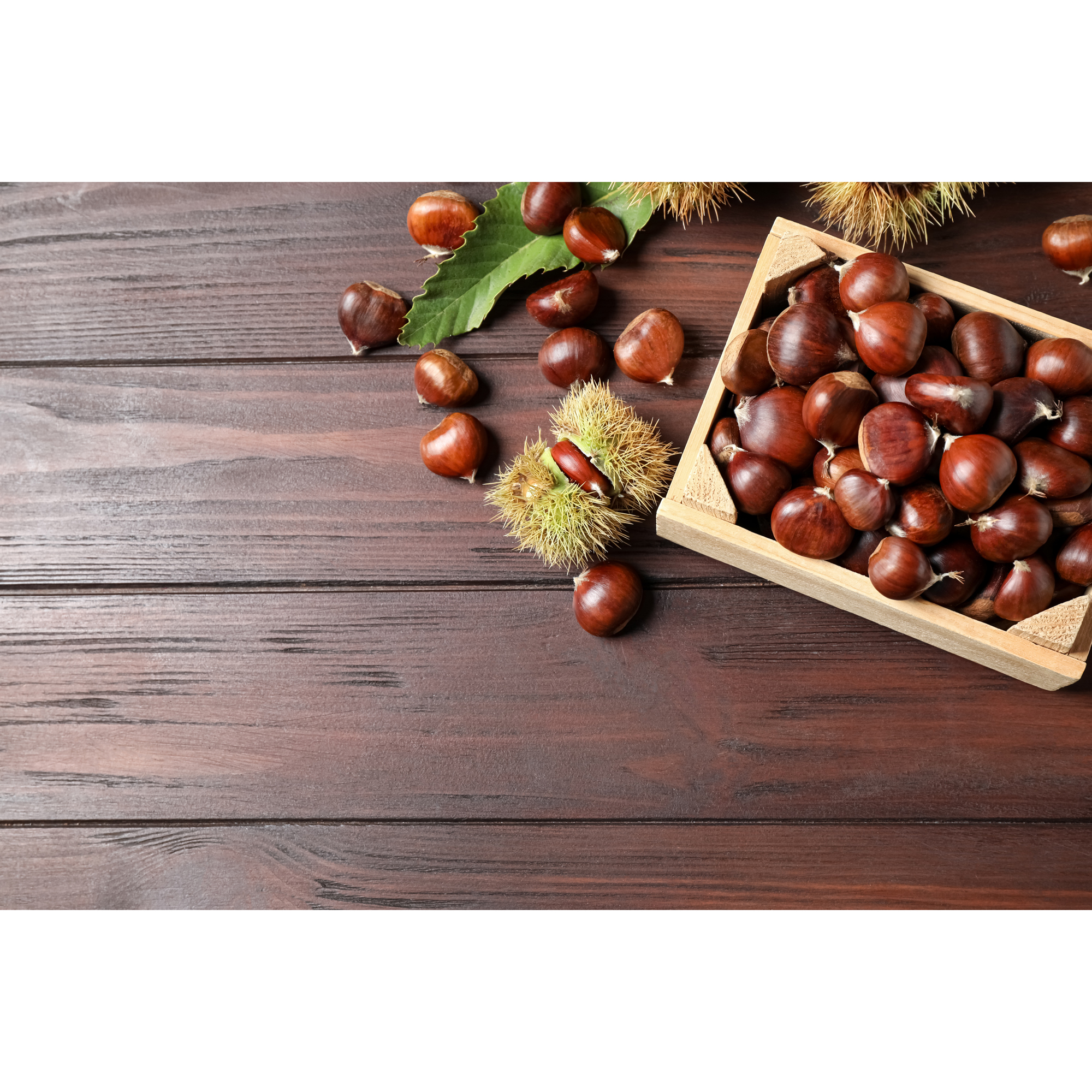 Äkta Kastanj Omnia Garden Castanea Sativa Högstam