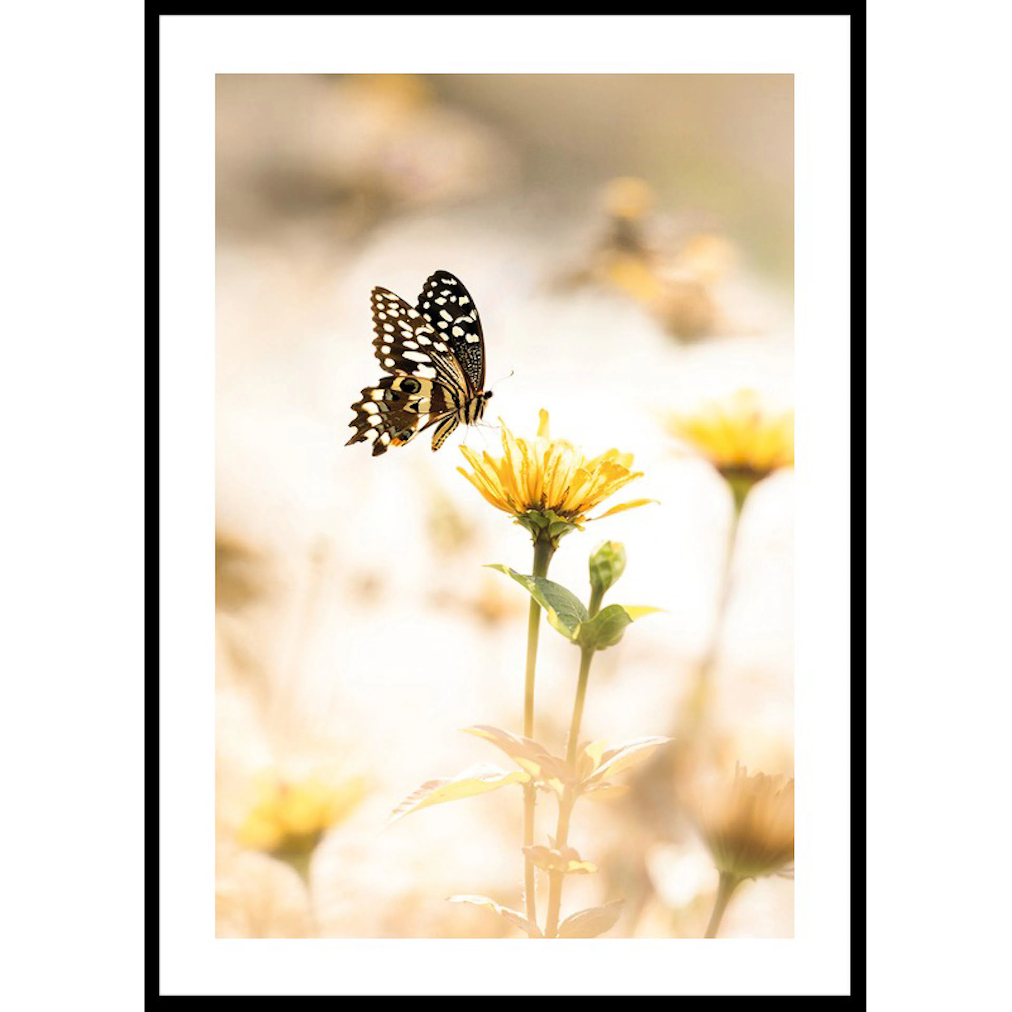 Butterfly Bliss 30x40 30x40 cm
