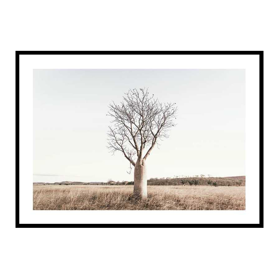 Poster Gallerix Boab Tree