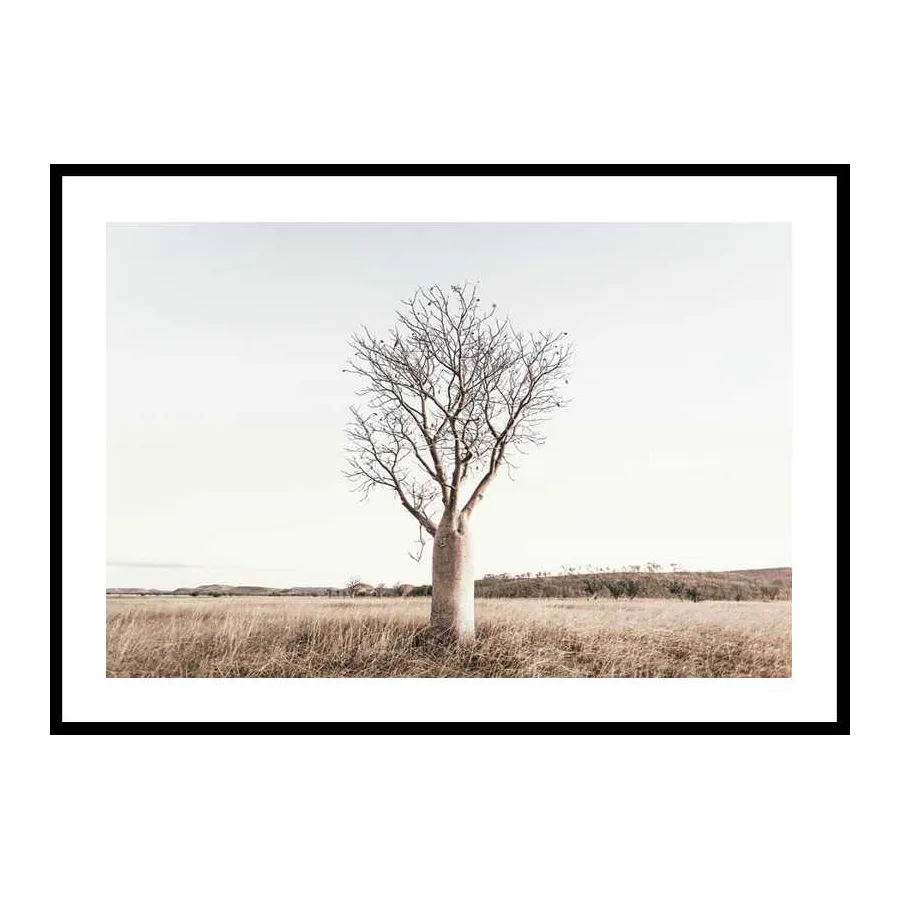 Poster Gallerix Boab Tree