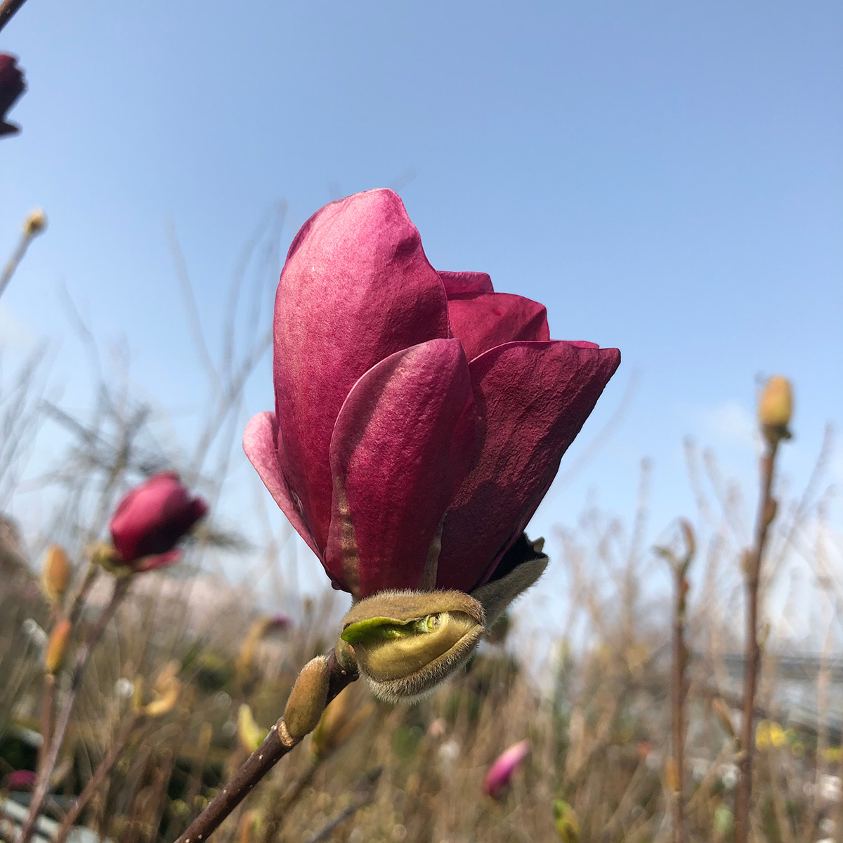 Prydnadsbuske Omnia Garden Rosenmagnolia Genie