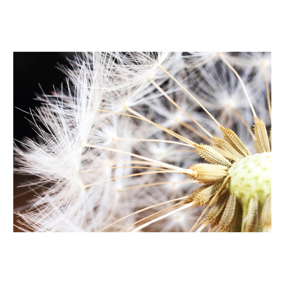 Fototapet Arkiio Fluffy Dandelion