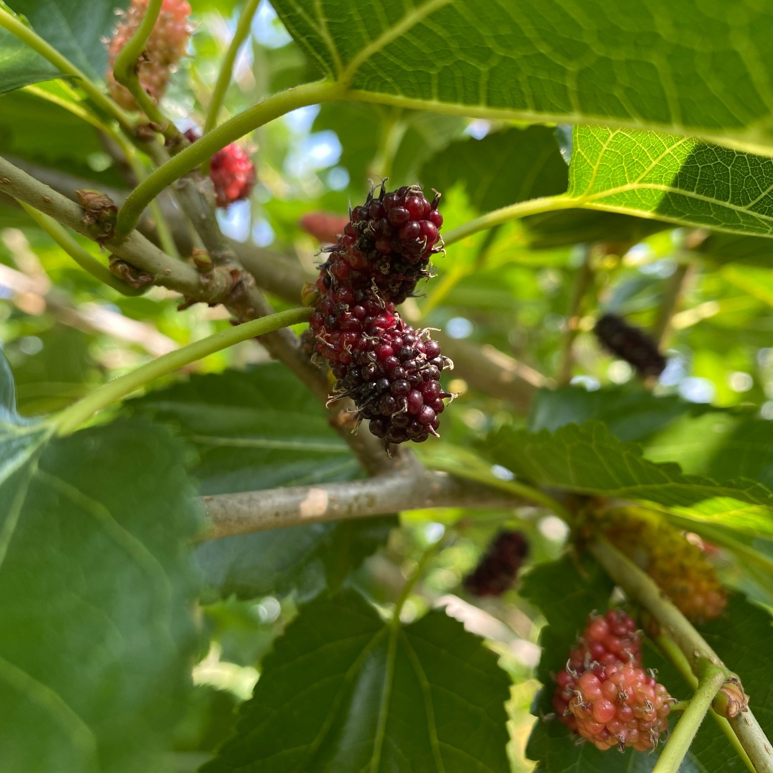 Bärbuske Omnia Garden Mullbär Morus Mojo Berry Matsunaga