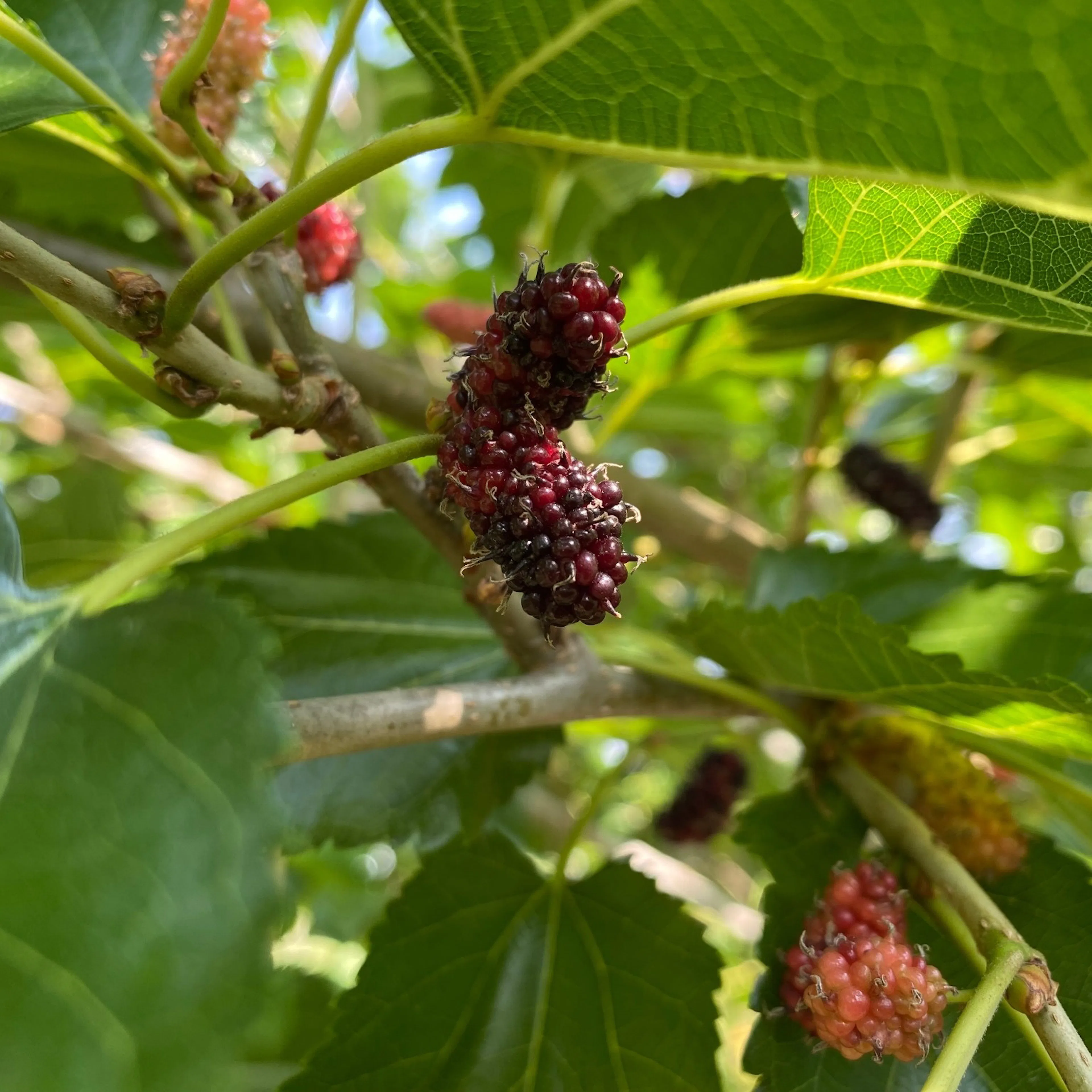 Bärbuske Omnia Garden Mullbär Morus Mojo Berry Matsunaga