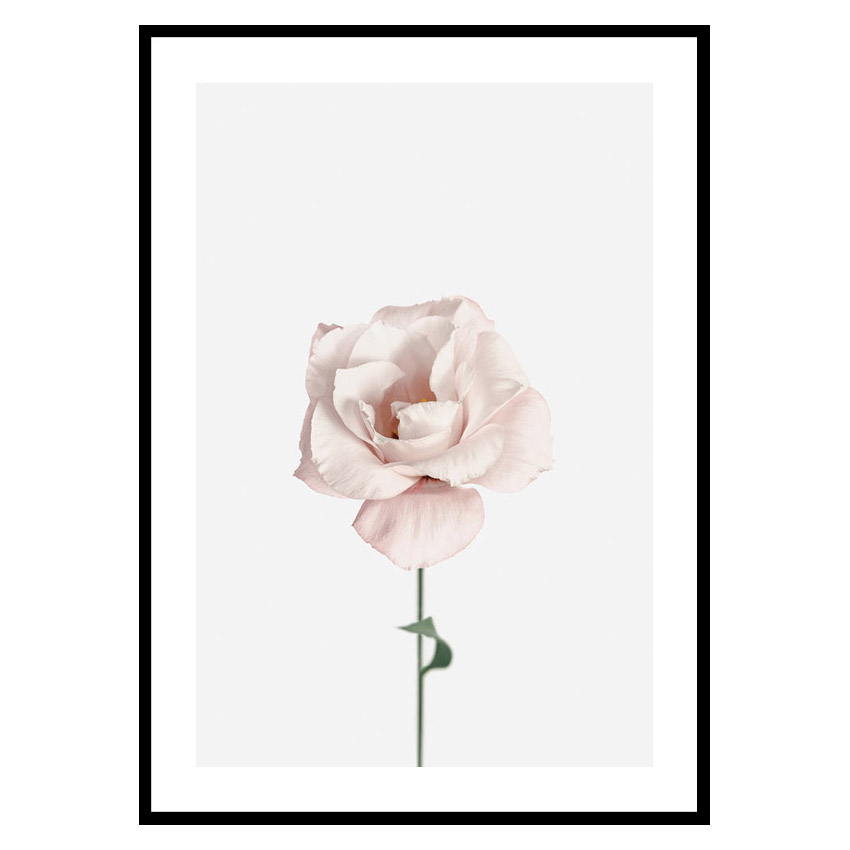 Poster Gallerix Pink Rose No1