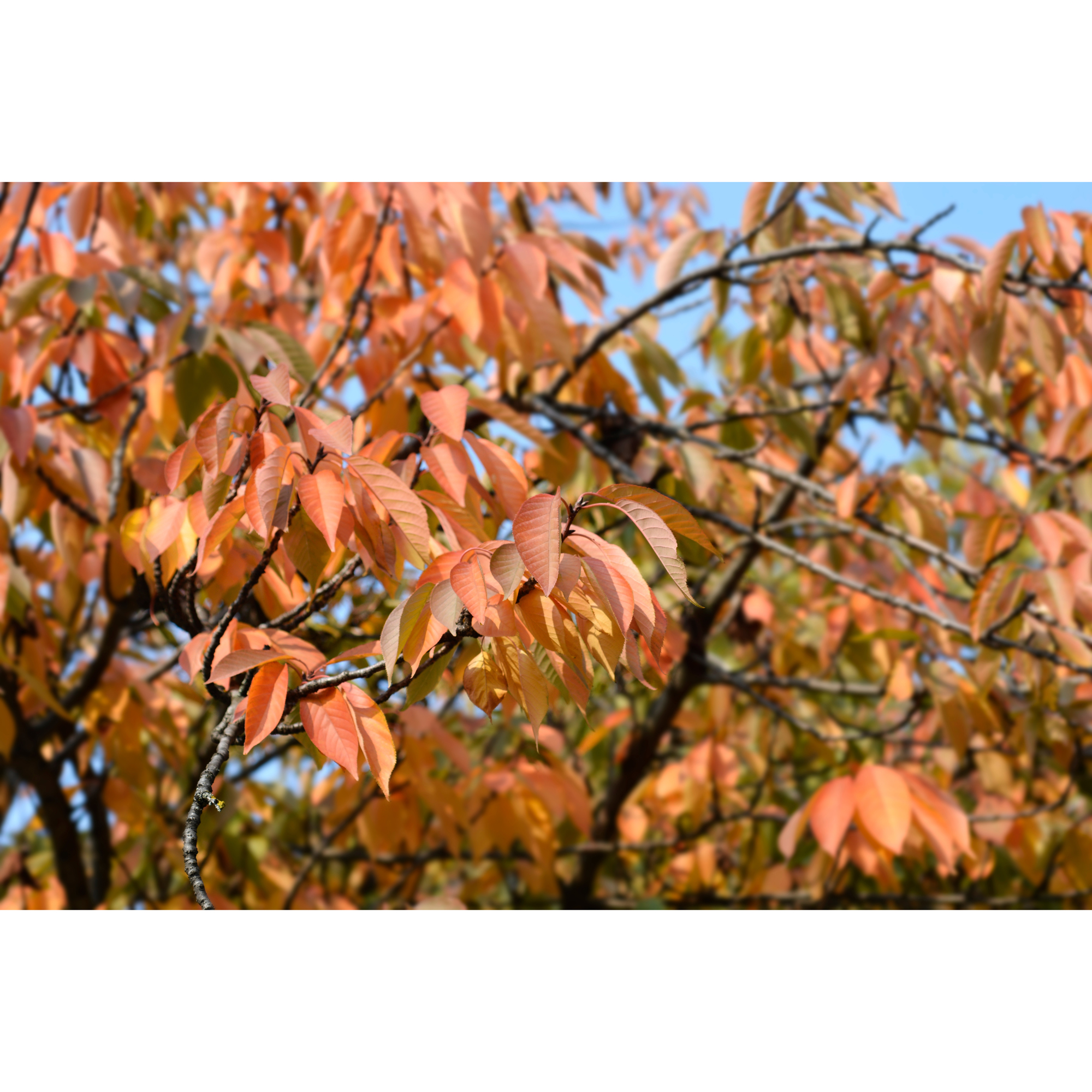 Pryndadsträd Omnia Garden Frilandsodlat Japanskt Körsbärsträd 350-450 cm, Högstamsträd