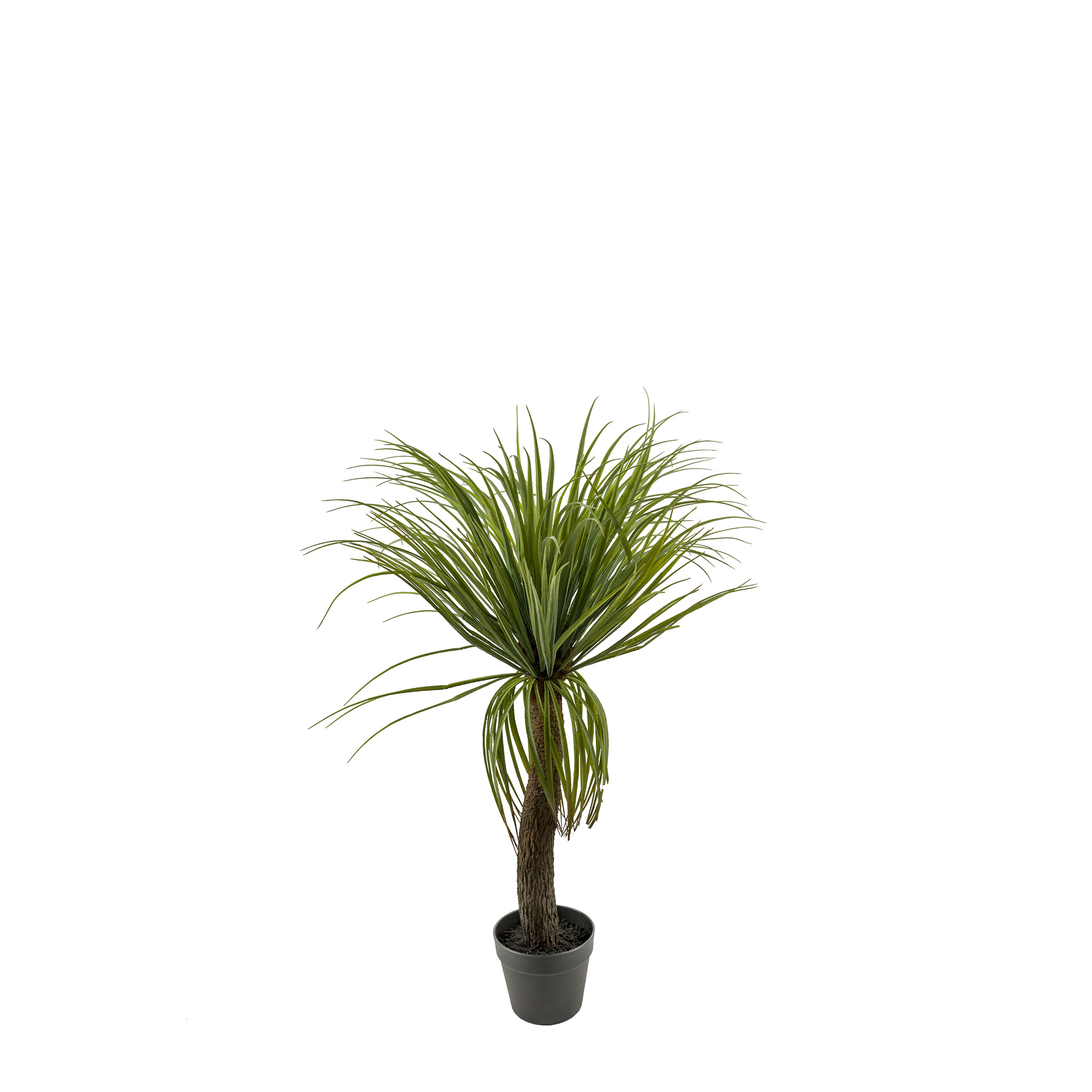 Konstväxt Mr Plant Flasklilja