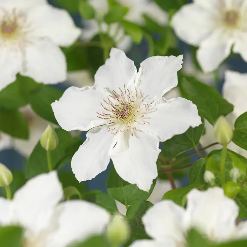 Klätterväxt Tidig storblommig Klematis Omnia Garden Destiny 40-60 cm