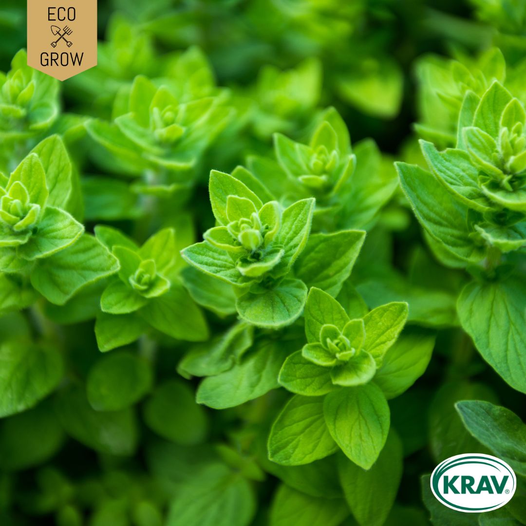 Fröpåse Eco Grow Oregano Italian Origanum Vulgare