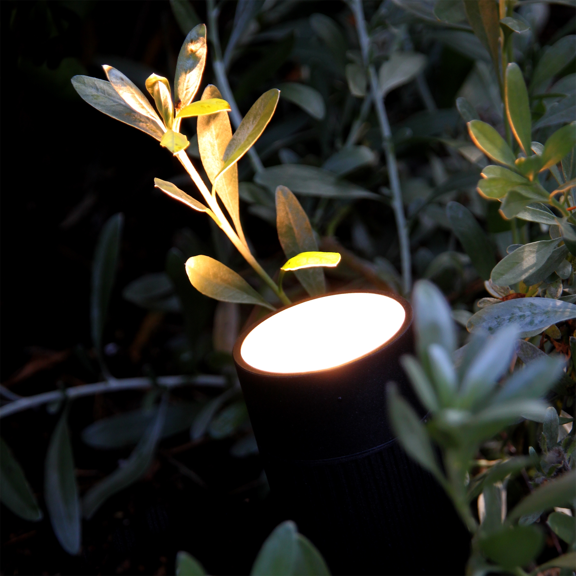 Markspot LightsOn Medusa, Svart