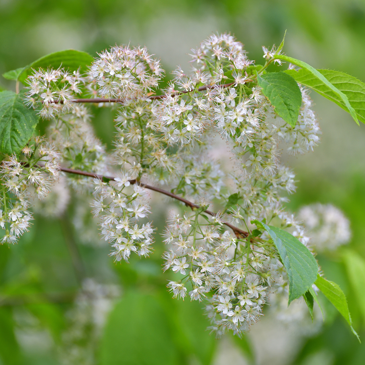 Näverhägg Omnia Garden Högstamsträd 300-400 cm, Frilandsodlad Alleträd, Vit Blomning