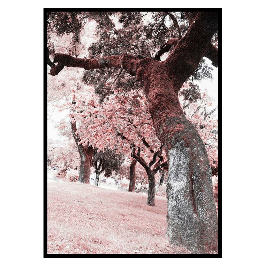 Poster Gallerix Pink Trees No2