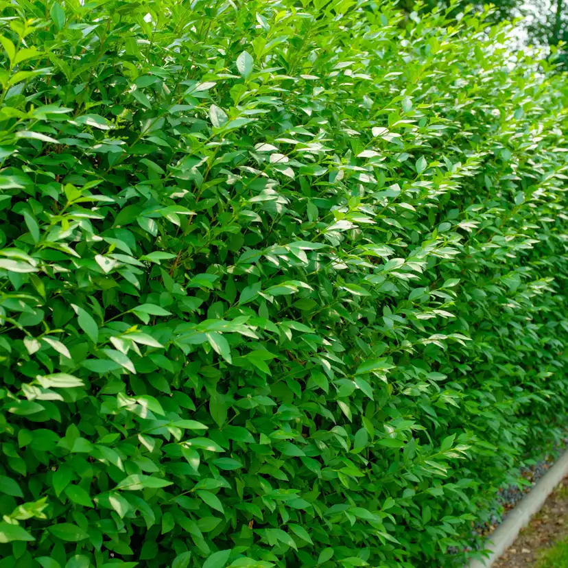 Häck Omnia Garden Vinterliguster Liga Krukodlade 10st