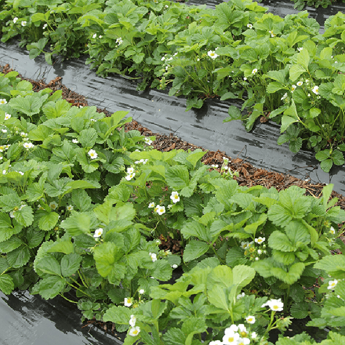 Täckfilm Jabo Agrimpex Biologiskt Nedbrytbar 1x10 m