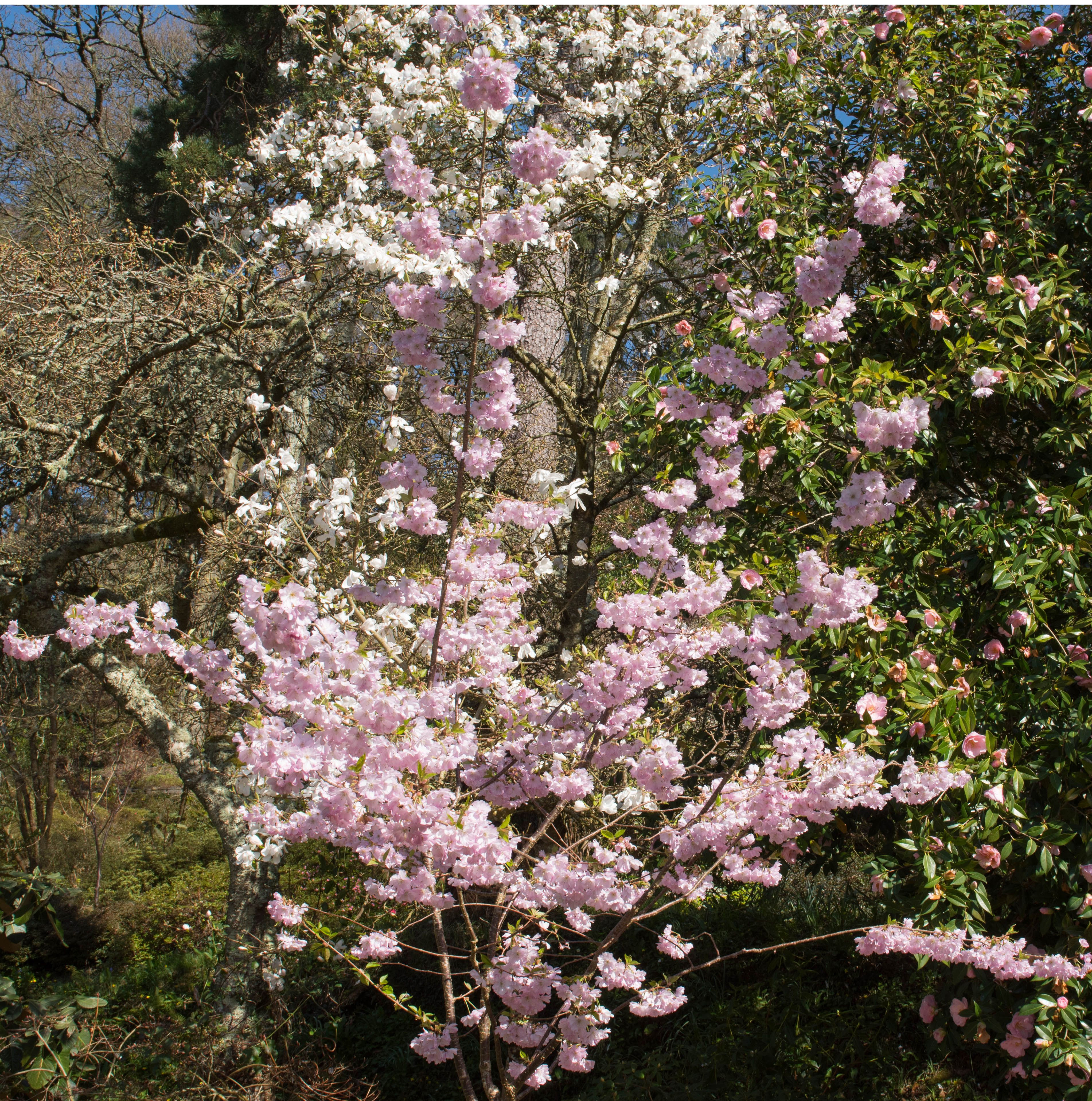 Prydnadskörsbär Omnia Garden Accolade, Rosa Blomning, 100-120 cm