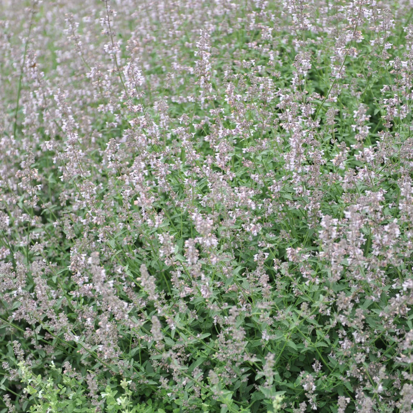 Perenn Omnia Garden Bergnepeta Amelia