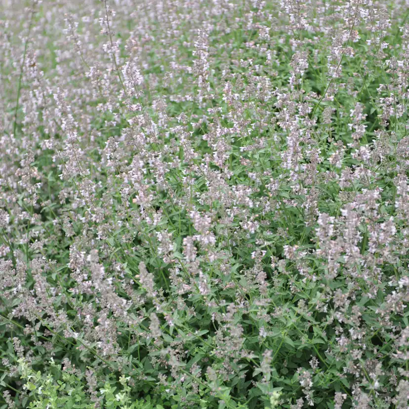 Perenn Omnia Garden Bergnepeta Amelia