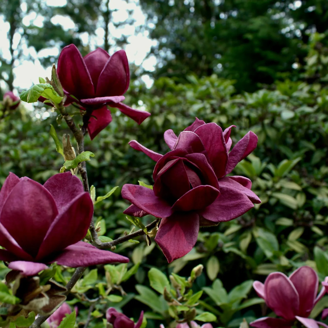 Prydnadsbuske Omnia Garden Rosenmagnolia Genie 80-100 cm