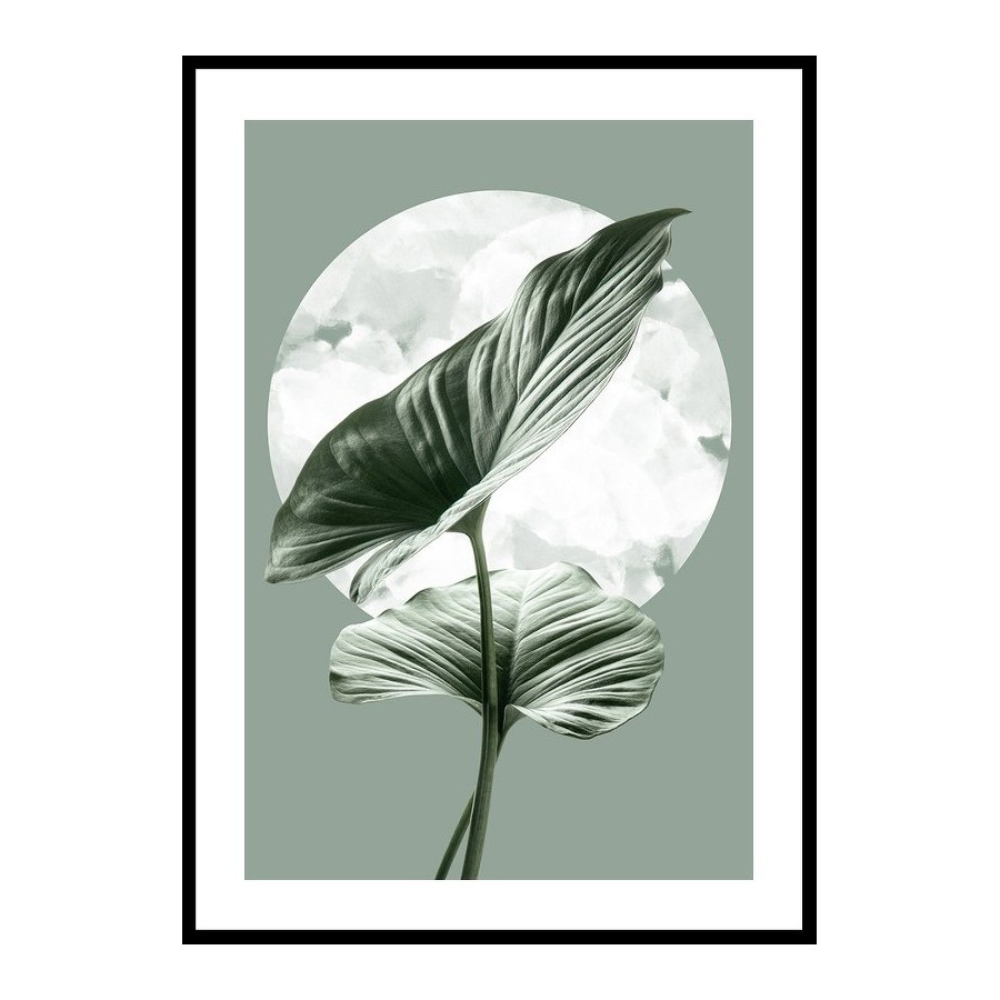 Poster Gallerix Homalomena