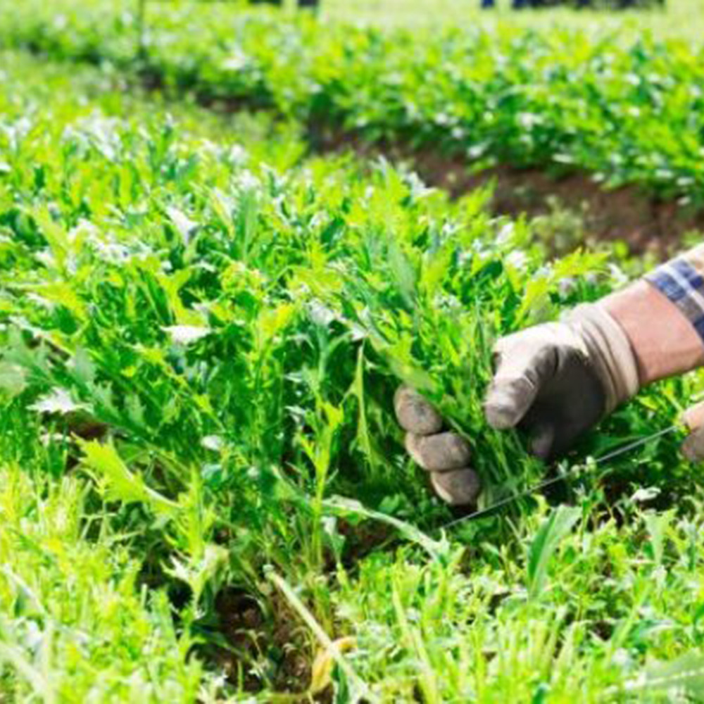 Odlingsmatta Turfquick Ruccola