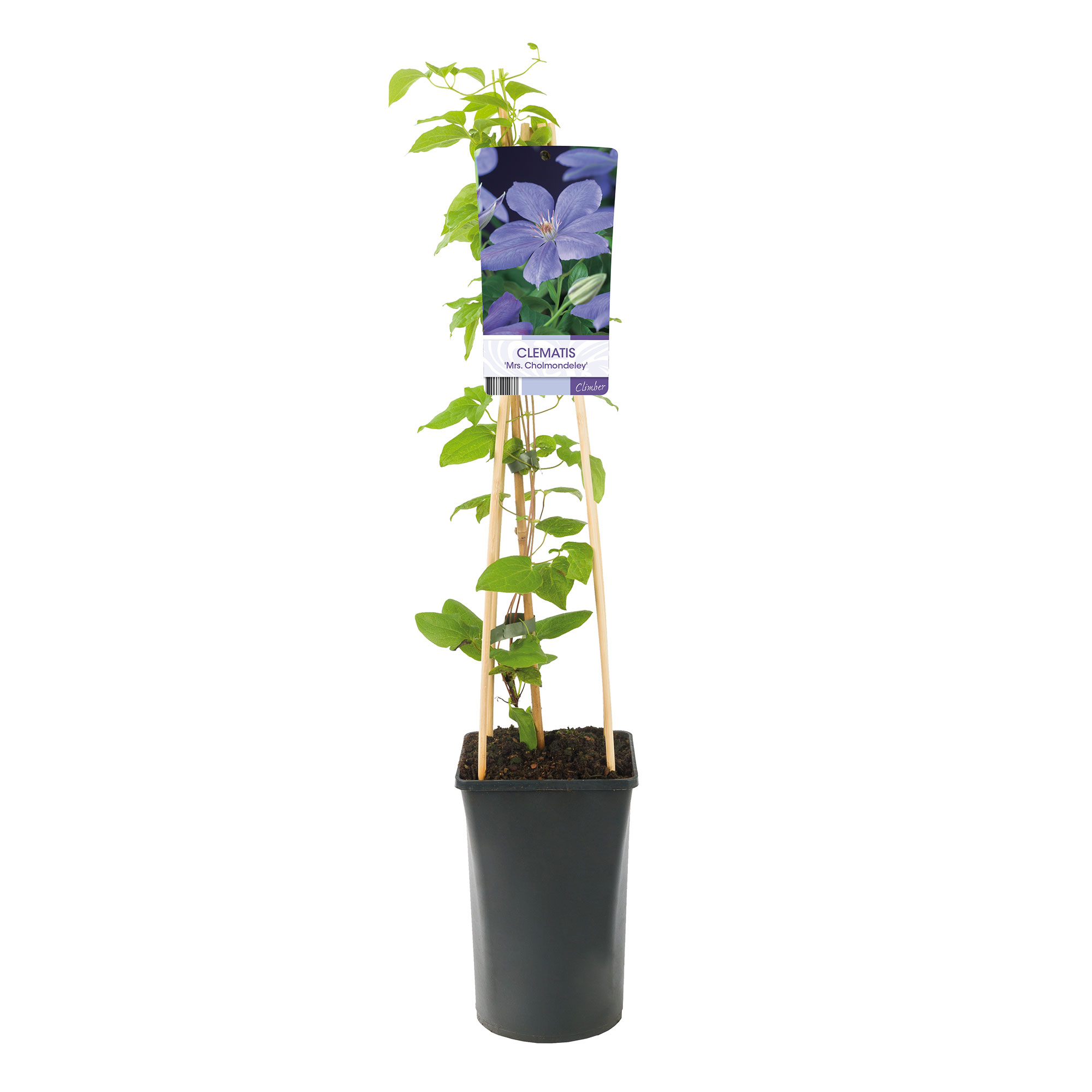 Klätterväxt Violettrosa Jackmanii Klematis Omnia Garden 40-60 cm