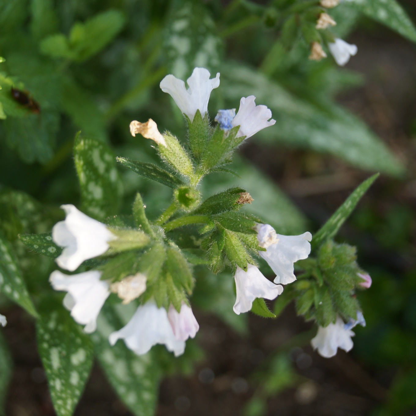 Perenn Omnia Garden Brokbladig Lungört Opal Ocupol
