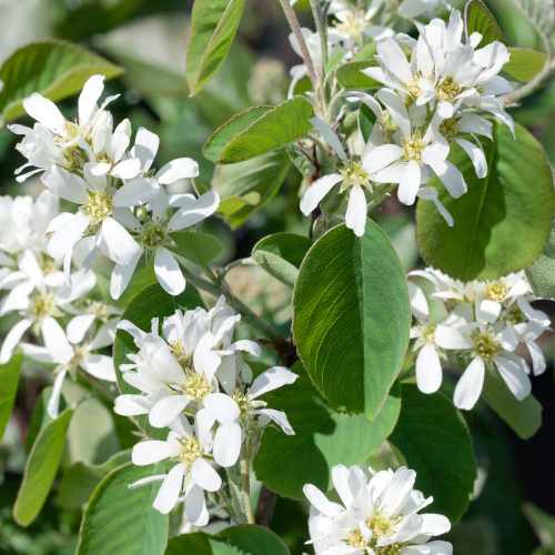 Bärhäggmispel Omnia Garden Amelanchier Alnifolia 50-80 cm