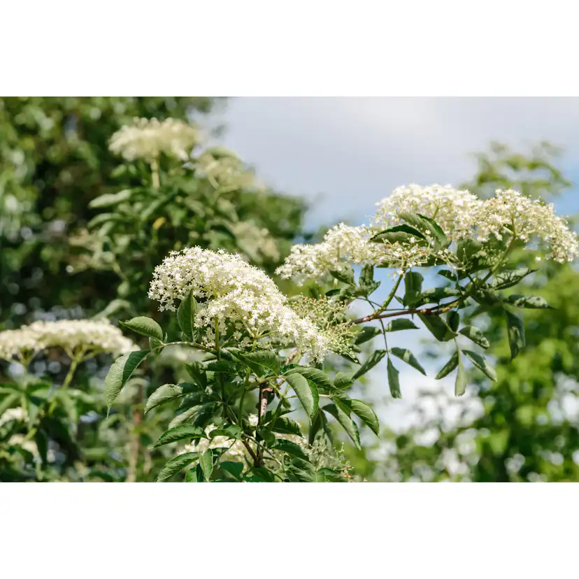 Rabattblomma Omnia Garden Fläder Bålsta 20-40cm