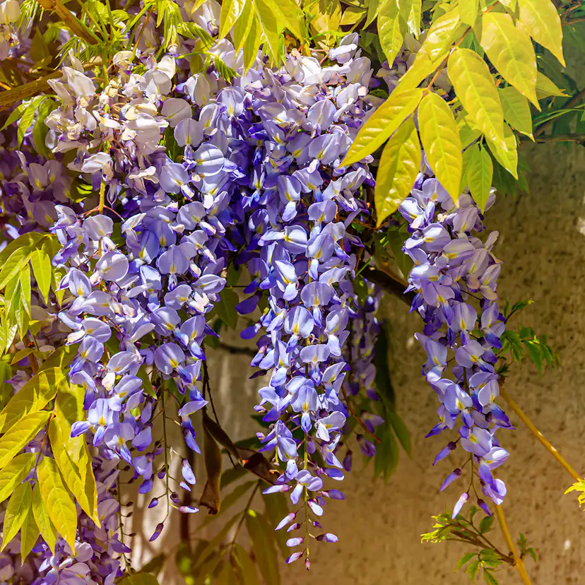 Klätterväxt Omnia Garden Blåregn Japansk