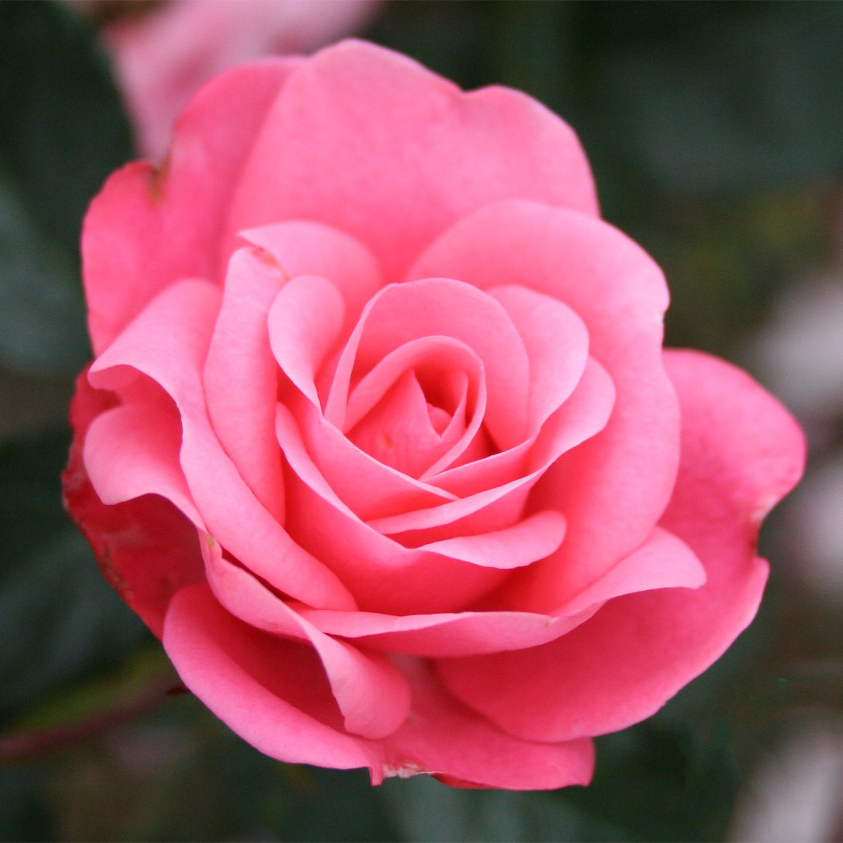 Flerblommig Rabattros Omnia Garden Bella Rosa