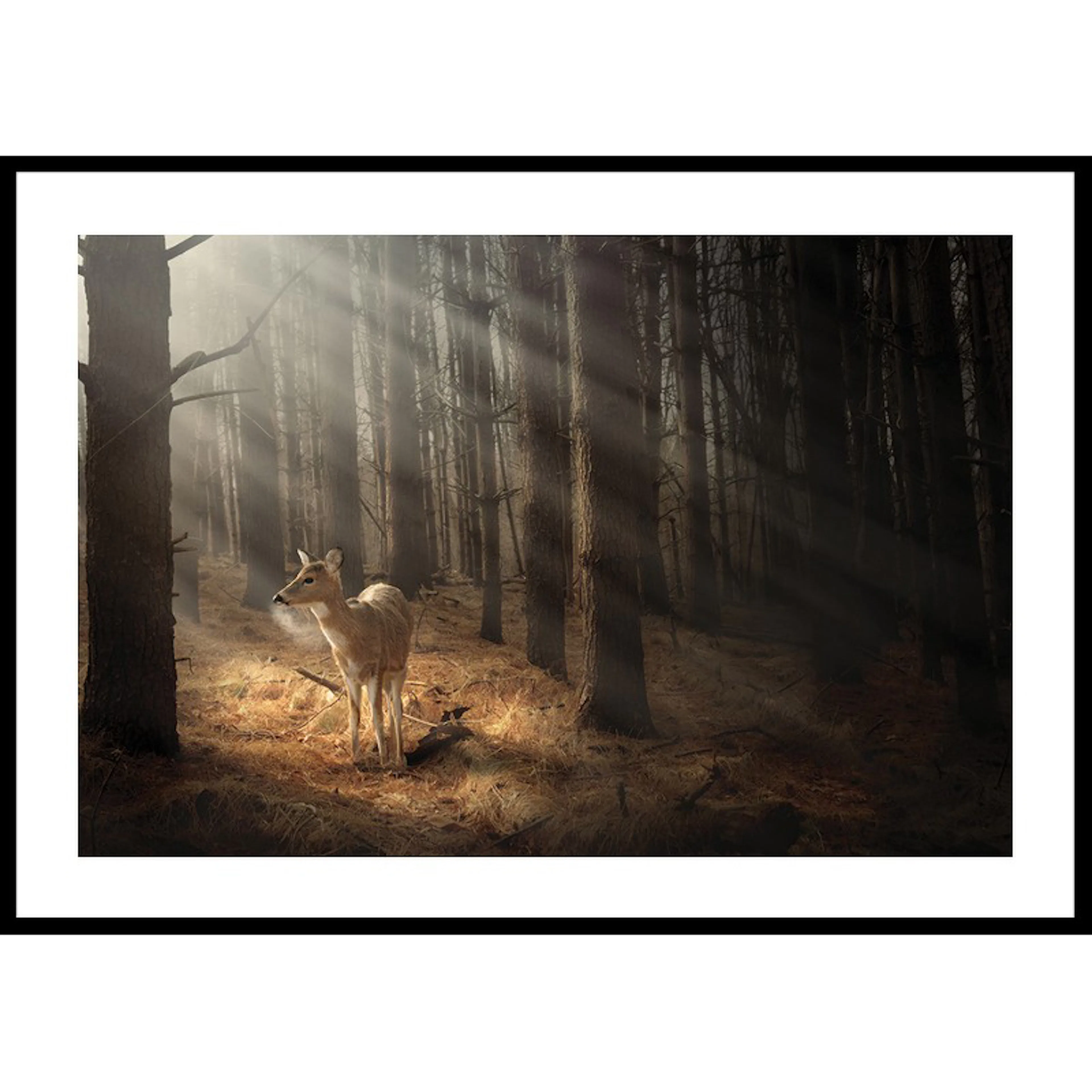 Deer In Forest 50x70 50x70 cm