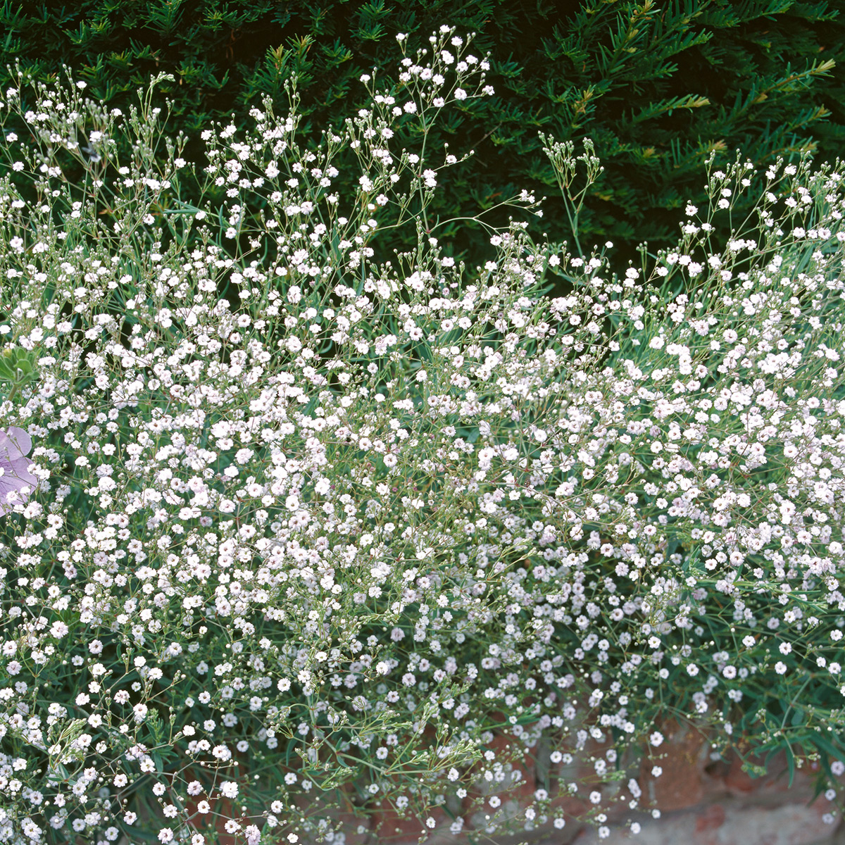 Prydnadsperenn Omnia Garden Brudslöja