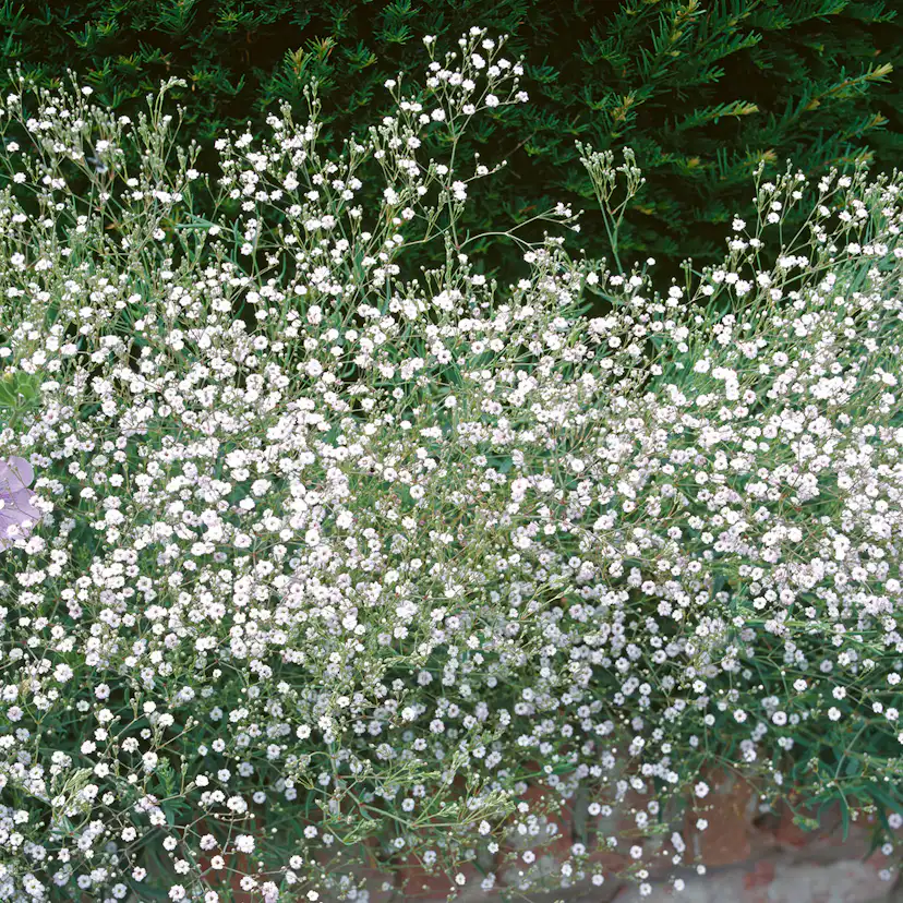 Prydnadsperenn Omnia Garden Brudslöja