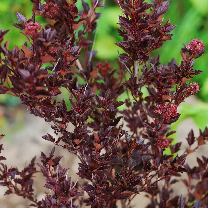 Prydnadsbuske Omnia Garden Smällspirea Tiny Wine