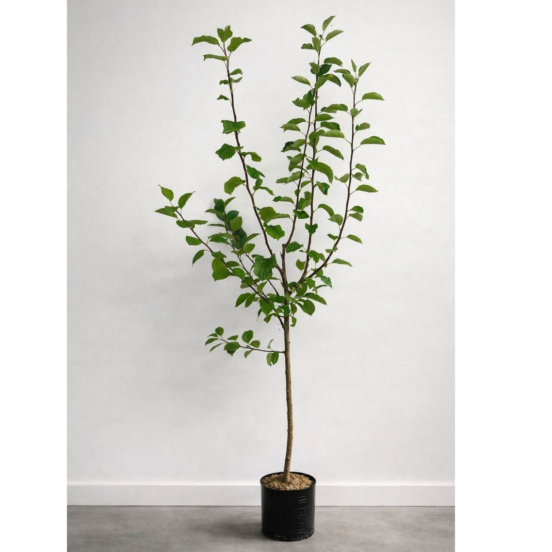 Äppelträd Omnia Garden Malus domestica inkl Uppbindningskit