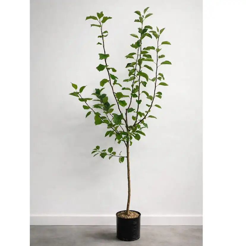 Äppelträd Omnia Garden Malus domestica inkl Uppbindningskit