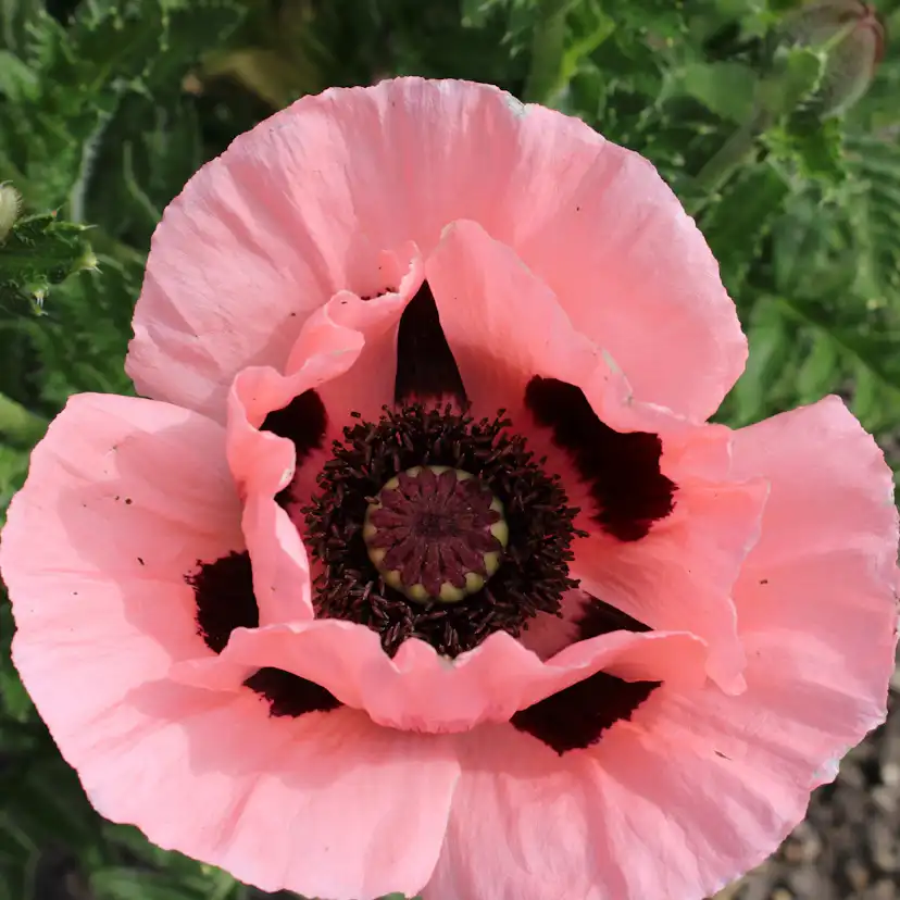 Perenn Omnia Garden Jättevallmo Prinzessin Viktoria Louise Papaver