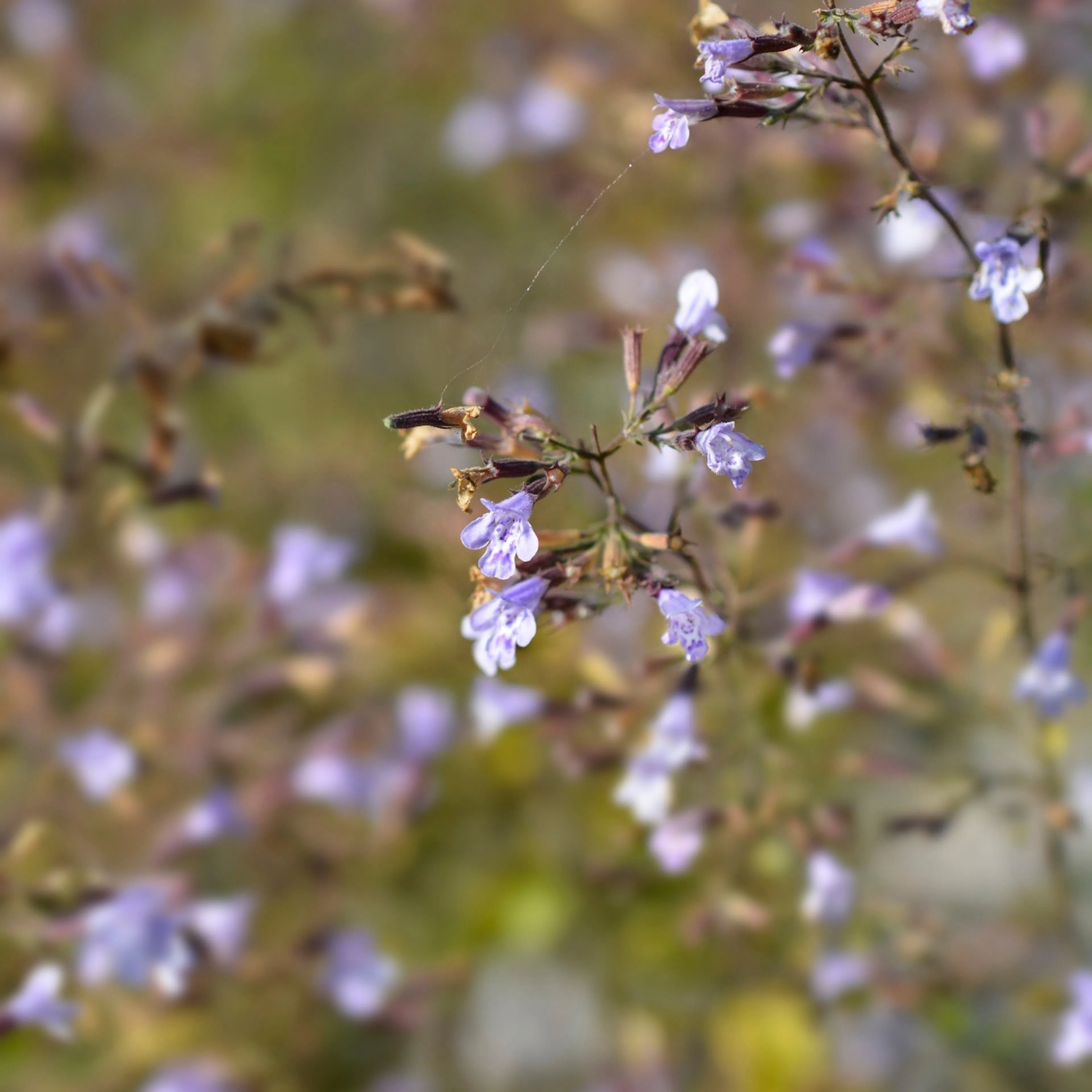 Perenn Omnia Garden Stenkyndel Blue Cloud