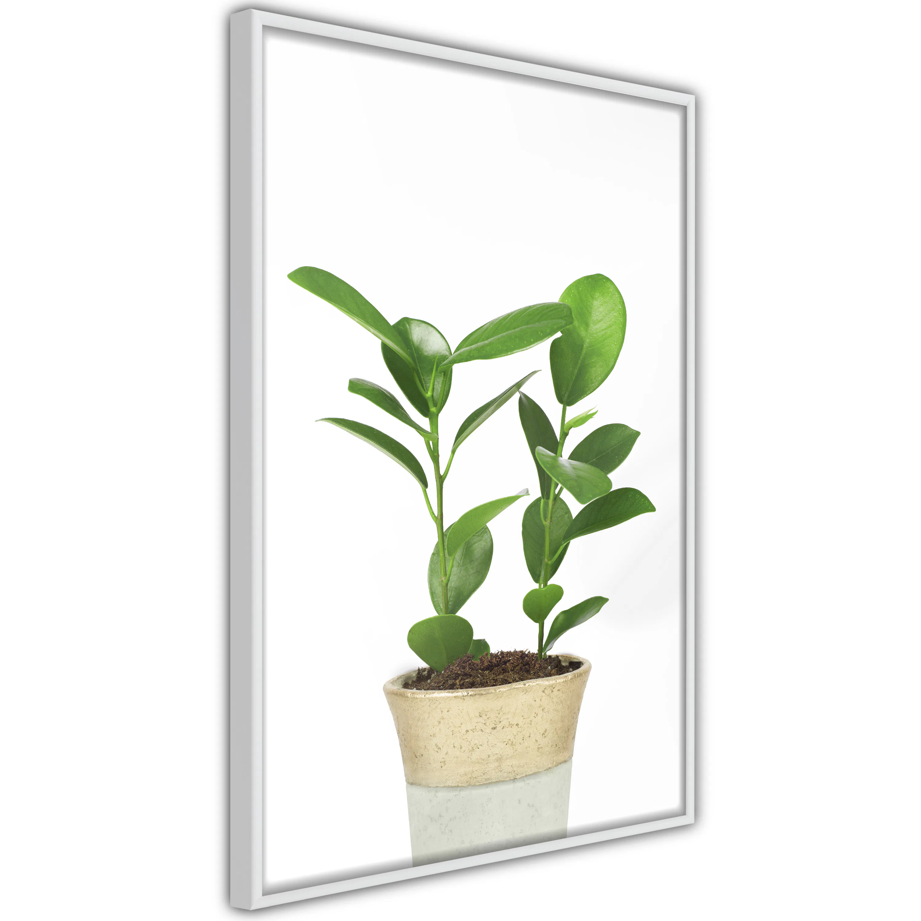 Poster Artgeist Affisch Plant In Pot