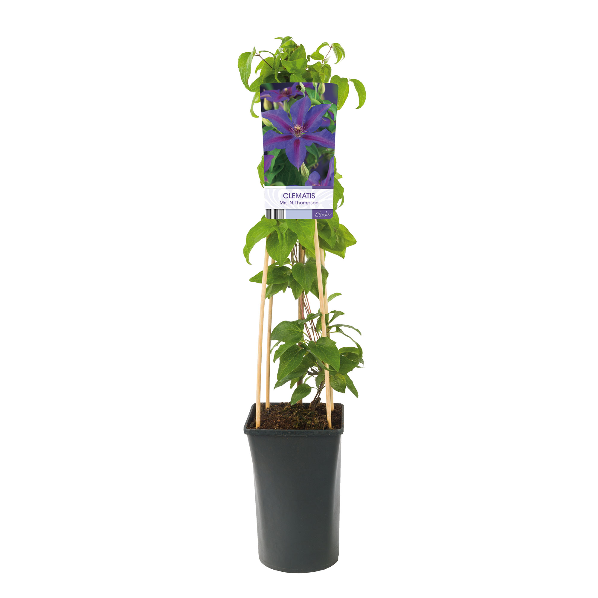 Klätterväxt Storblommig Klematis Omnia Garden Mrs N. Thompson 40-60 cm