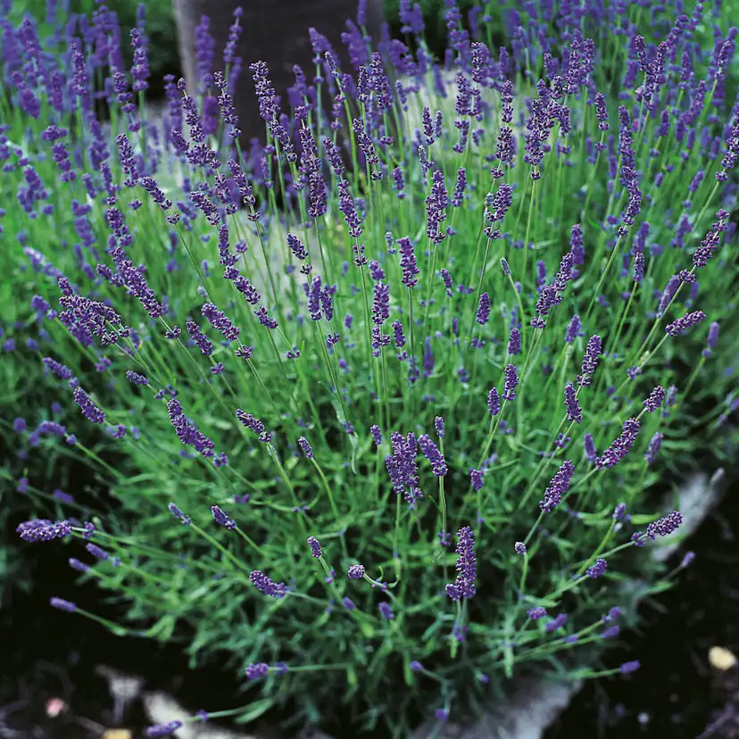 Lavendel Omnia Garden Hidcote Stor Kruka