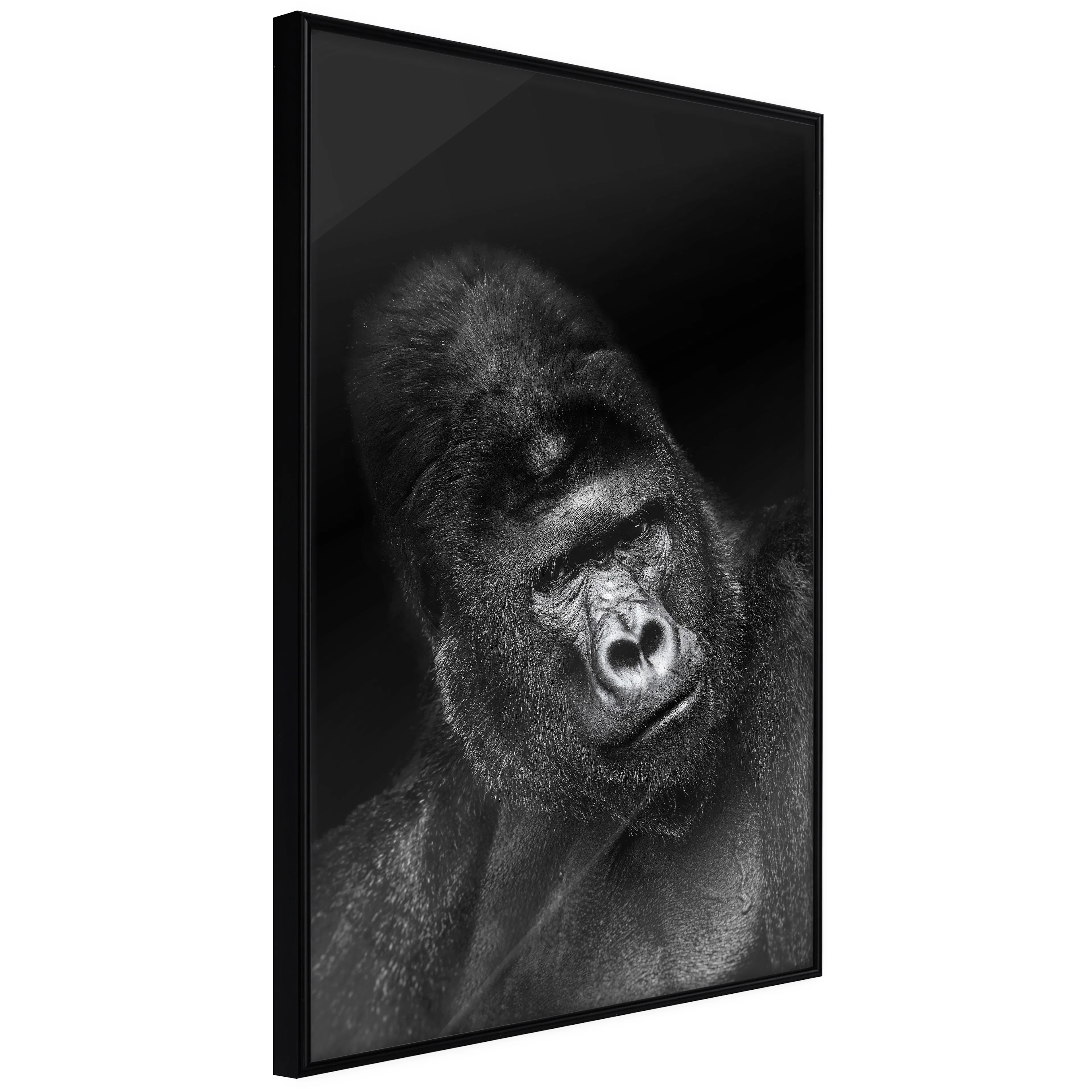 Affisch - Gorilla [Poster] 40x60 Svart ram, 40x60 cm