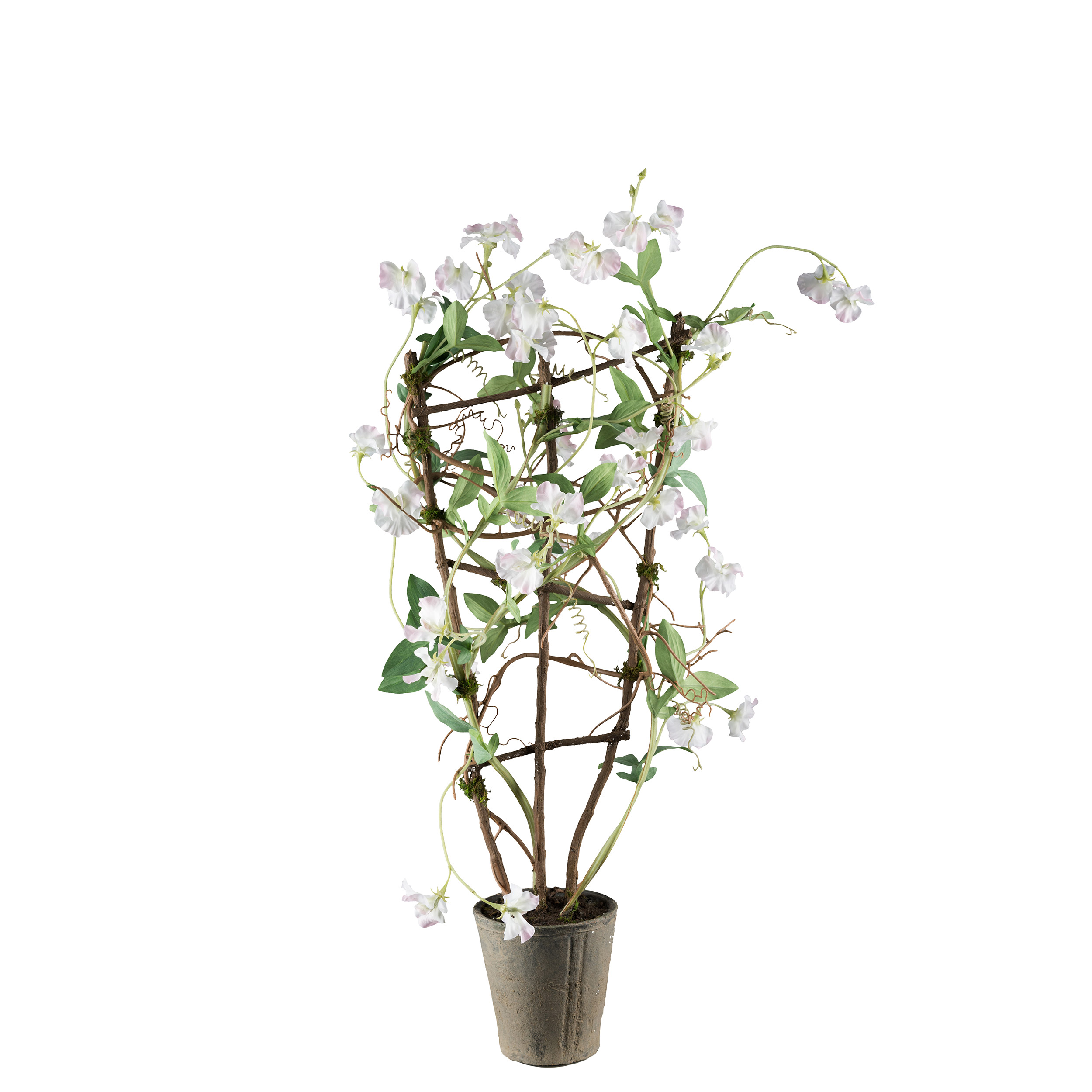 Konstväxt Mr Plant Luktärt