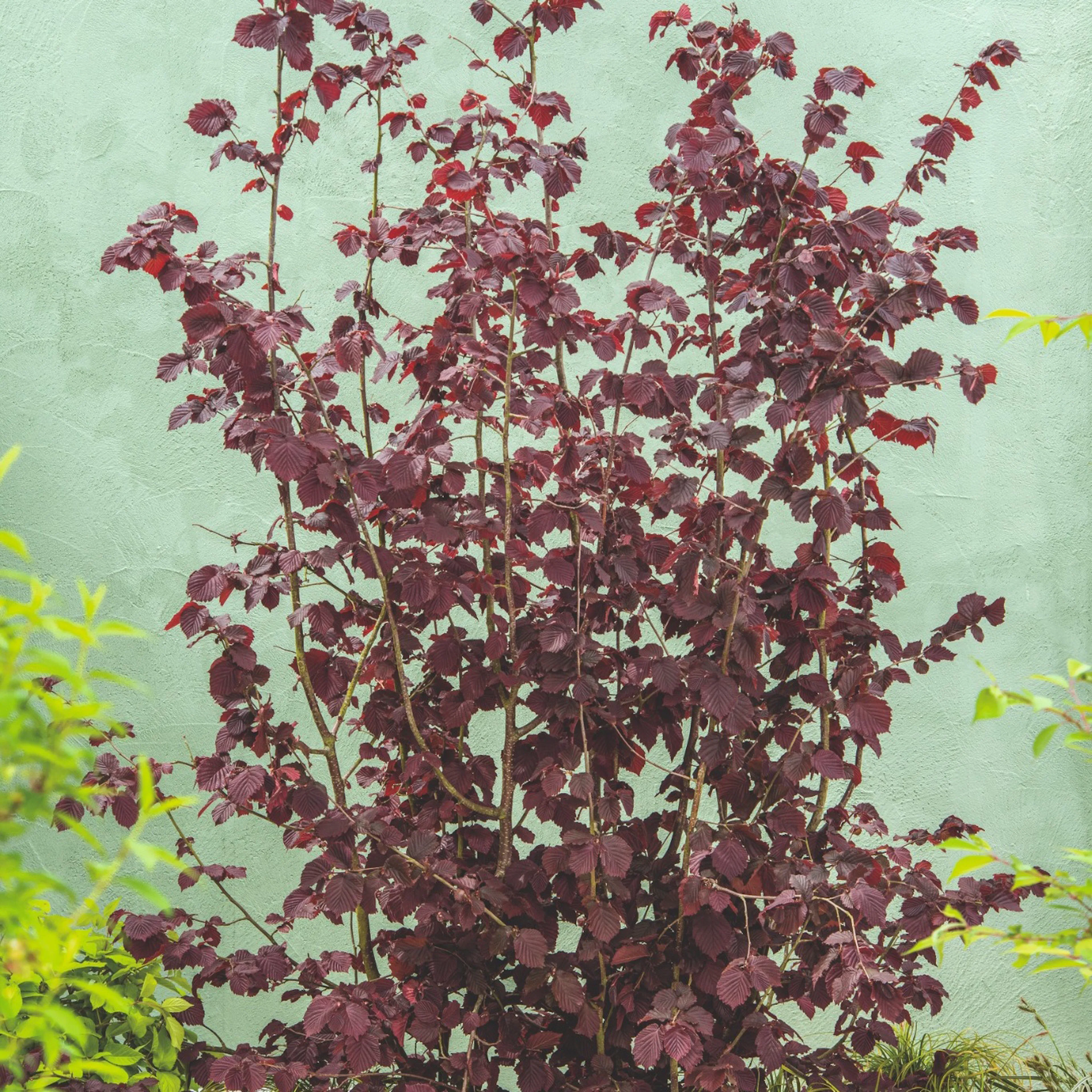Prydnasdbuske Omnia Garden Hasselnöt Rote Zellernuss 100-150 cm