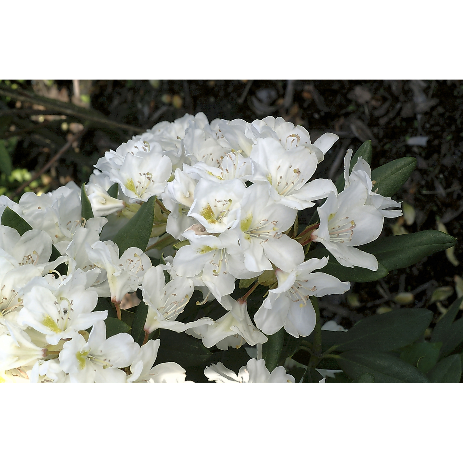 Rhododendron Omnia Garden Cunningham's White