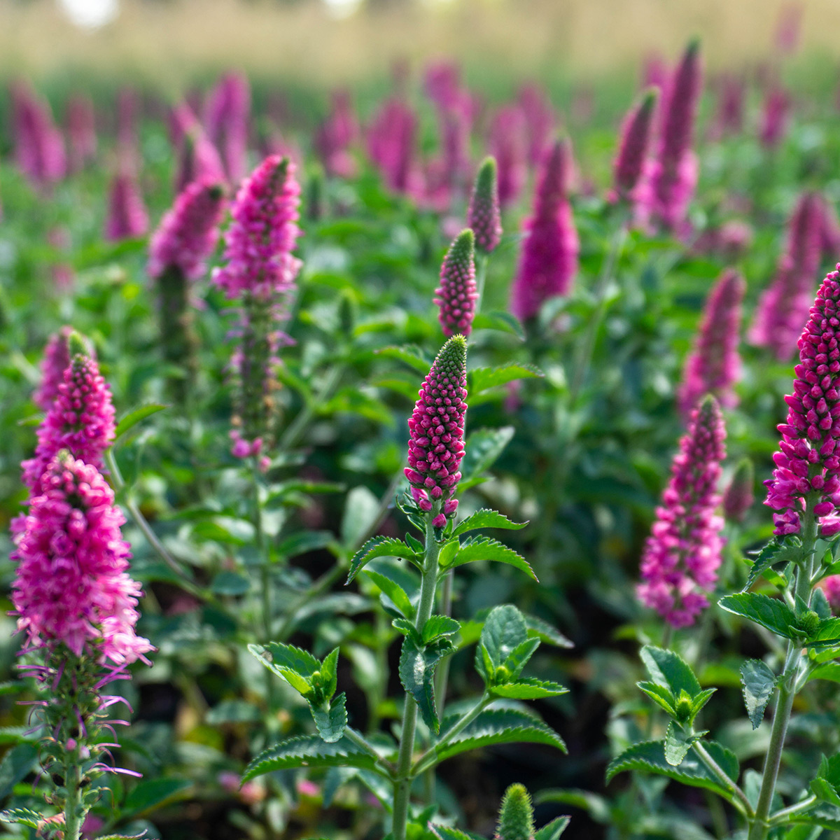 Prydnadsperenn Omnia Garden Hälllveronika First Love