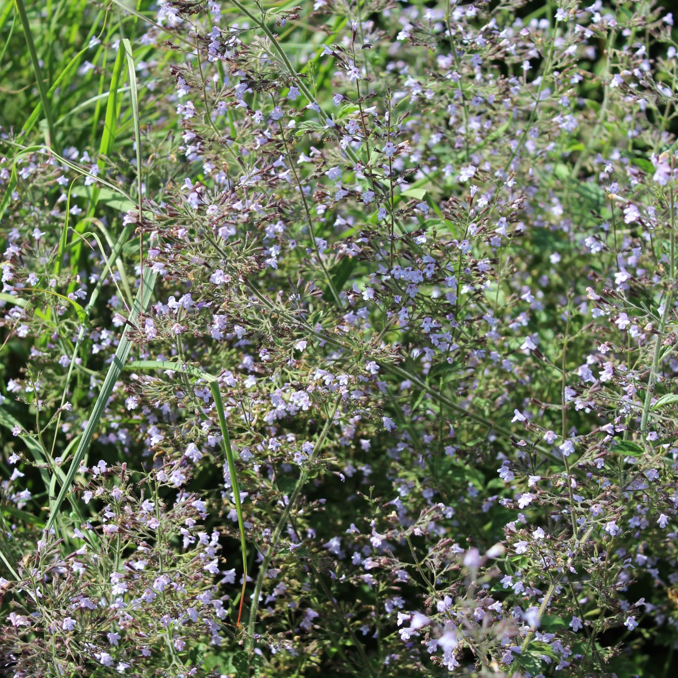 Perenn Omnia Garden Stenkyndel Blue Cloud