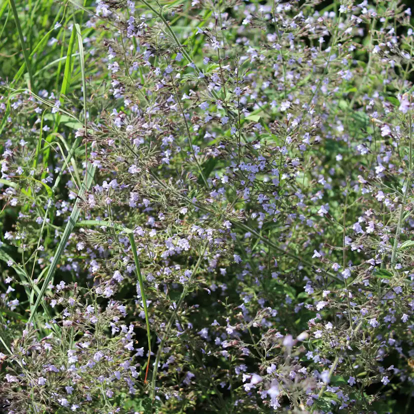 Perenn Omnia Garden Stenkyndel Blue Cloud